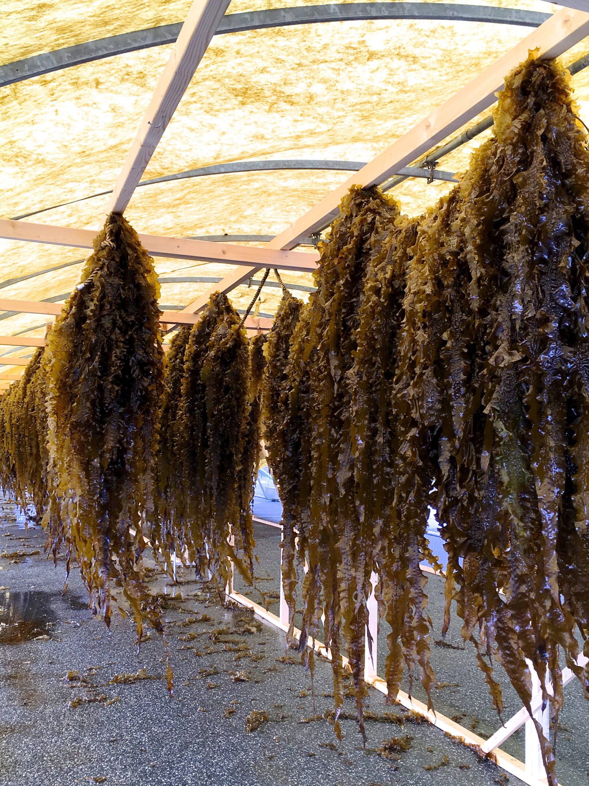 skörd 2018 första dag 2